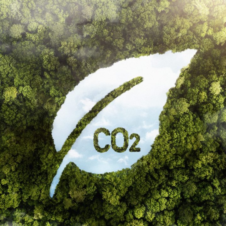 view-green-forest-trees-with-co2 view-green-forest-trees-with-co2